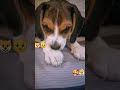 El chocky d 4patas con solo 1mes🐶🥺🐾🐕🥰#a #beagle #dog #doglover #pets #a