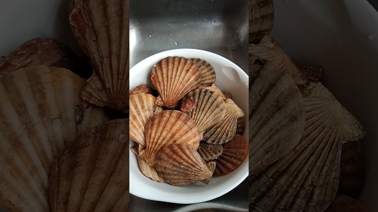 Scallops Youtube