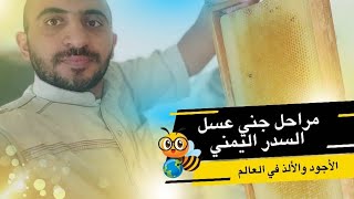 هكذا يتم جني عسل السدر اليمني الأصيل | أبو تركي أيمن عبود 🇾🇪