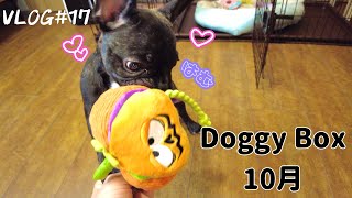 【VLOG】10月のDoggy Boxはハロウィンがテーマです