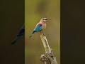 kingfisher||wildlife videography||#shorts #photography #kingfisher #birds #attitude