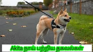 Akita நாய் பற்றிய தகவல்கள் | Information about Akita dogs | in Tamil | Akita inu | American Akita |