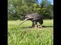 Lavenham falconry the raptor conservancy