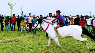 সিলেট বিভাগের সেরা ঘোড়া সোনার পুতুল এবার বাজিমাত করলো সুনামগঞ্জ কুমারকান্দি ঘোড়দৌড় প্রতিযোগিতায়