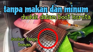 [Episod1324] anak ayam ni travel solo dalam boot kereta 500km tanpa makan dan minum