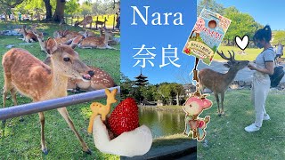 Solo Travel in Nara 奈良ひとり旅: Feeding Deers at the Park♡公園の鹿との1日! Nara Souvenirs 奈良のお土産, Todaiji 東大寺