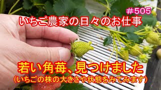 若い角苺、見つけました（いちごの株の大きさや状態をみてみます）いちご農家の日々のお仕事　＃５０５