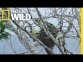 Africa's Rarest Parrot Filmed Mating for the First Time | Nat Geo Wild