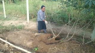 renovando os matumbe,para nova plantação de macaxeira 25/01/2025