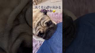 膝枕で寝てるのに急に怒りだすパグのルイ君　寝る編#shorts #パグ #pug #多頭飼い #犬#dog #京都 ＃はなぺちゃ#ショート #面白い#寝る