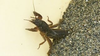 オケラ（ケラ）を砂の上に置くとどうなる？予想外の結果 Mole cricket What happens when I put this on dry sand?