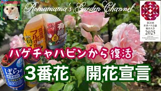 【7月の薔薇】ハゲチャハビン栽培、あっと言う間に復活して花が咲きました　#ばら　#薔薇