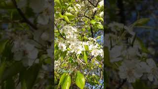 #flower blossom 🌸🌸🌸🌿🌳🍃 #short video    Heiyu Park, Phayeng, Imphal West