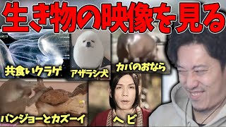 【驚愕】生き物の映像を見る布団ちゃん【2021/12/09】