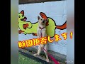 【保護犬】名サポーター『セロリくん』（譲渡されました！）