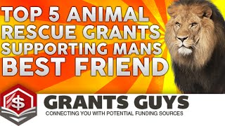 Top 5 Animal Rescue Grants Supporting Mans Best Friend