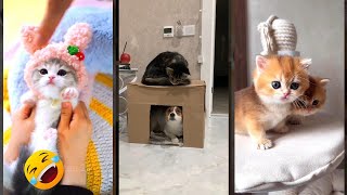 Cat videos 🙀 Favorite Friends 😾 #FunnyCats Episode 3155