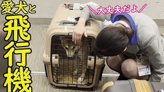 【かわいい】飛行機に預けられるのが不安な柴犬