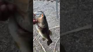 Dirty fisherman Catches bass using a rattle trap he named 69