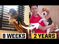 Beagle Puppy Transformation from 8 Weeks to 2 years (Puppy to Adult)