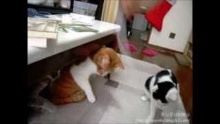 夜な夜な猫集会 ビニール紐で遊ぶ猫達 Cats playing with plastic cord