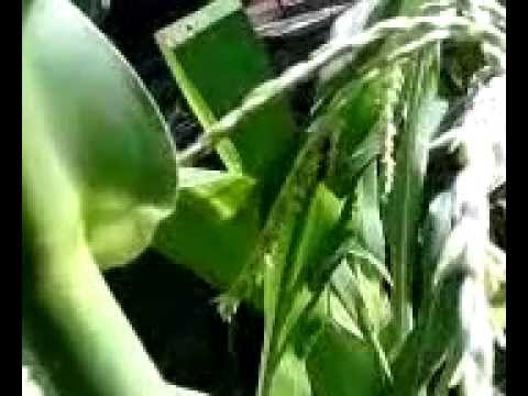 How Do Bees Pollinate Corn