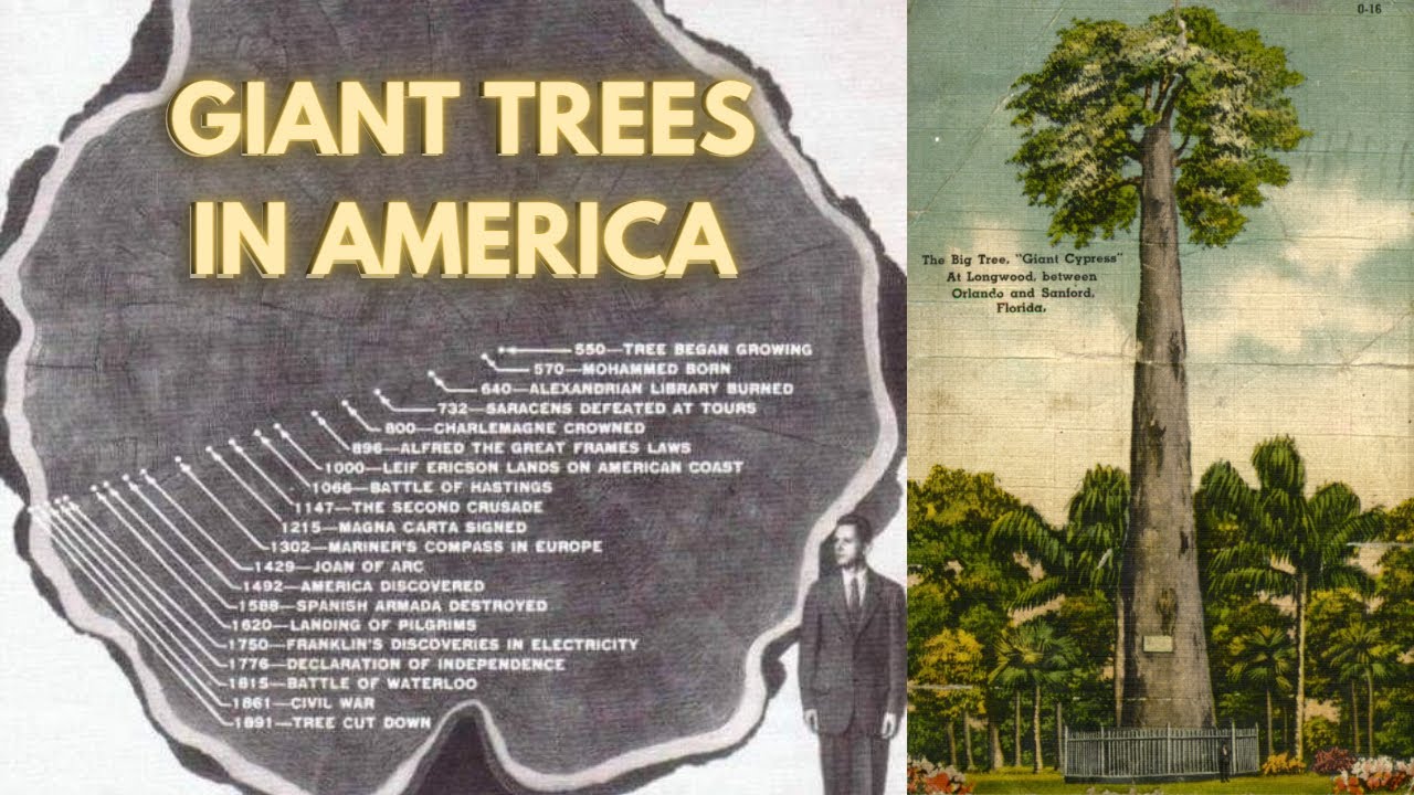 Land Of The Giant Trees Old World Trees Of America Youtube
