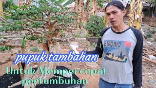 rahasia mempercepat membuat bonsai #bonsai #sancang #anput #kimeng #pesonabonsai #semarang