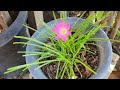 zephyranthes rosea ប្រទាលអង្គរជុំ នាងជុំ