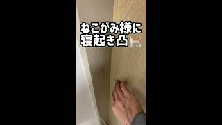 ねこがみ様の寝起き凸が尊すぎてやめられません【短い動画用】