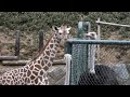 compared tall giraffe kid and ostrich.子供キリンとダチョウの背比べ。