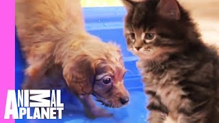 The Best Of Curious, Cuddly Kittens And Puppies! | Too Cute!