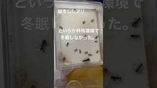 越冬した蟻さん　ant#12