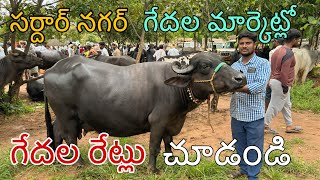 సర్దార్ నగర్ గేదల సంతలో గేదల రేట్లు ఎలా ఉన్నాయి చూడండి  sardarnagar buffalo market #viralvideo