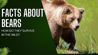 Facts about Bears in the Wild