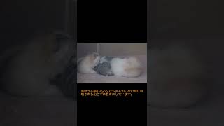 【トビ三毛猫】シロちゃん　始まりの時2　2022.04.30～2022.05.05