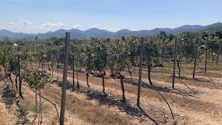 Mauihowey’s Thailand-“MONSOON”walking through the vineyards🇹🇭