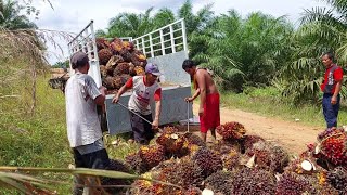 MUSIM BUAH TURUN JIKA BIBIT SAWIT BAGUS TETAP SAJA DAPAT BANYAK