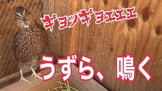 うずらが鳴きまくる【今日のうずら/鳴き声】