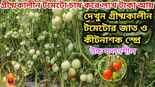 গ্রীষ্মকালীন টমেটো চাষ| আগাম টমেটো চাষ| টমেটো চাষ পদ্ধতি| tomato cultivation