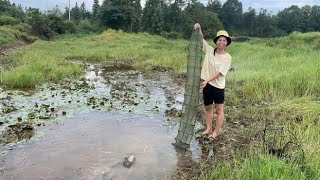 小秀去干涸池塘放地笼，扔了4个鱼笼捕泥鳅，期待有好的收获