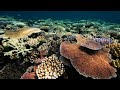 Coral reefs and climate change – lessons from extremes