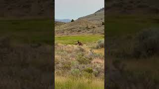 Video of Travertine Road Dispersed - Yellowstone, MT from Vinny D.