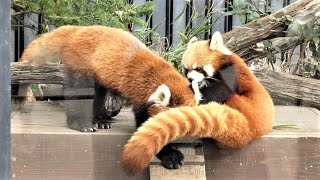 20221202 上野動物園　レッサーパンダ　娘と遊びたいママ　寝転がったり飛びついたりしてじゃれ合うカリンとルカ