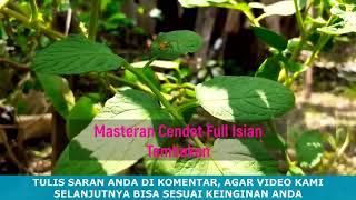 MASTERAN ISTIMEWA|FULL CENDET NGACOR BANYAK isian