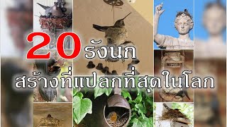 20รังนกสร้างที่แปลกที่สุดในโลก..สุดยอด