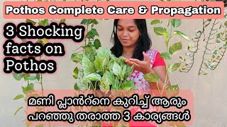 Pothos Complete Care | Propagation | മണി പ്ലാൻറ് തഴച്ചു വളരാൻ ഇങ്ങനെ ചെയ്താൽ മതി