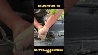 绝壁山桩 的精彩视频 2