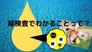 尿検査｜犬と猫の腎臓の役割【尿比重編】