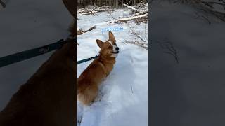 “Cold” didn’t sound like a word for a minute I wrote it so many times😭🤣#corgi#skit#funny#cold#fyp